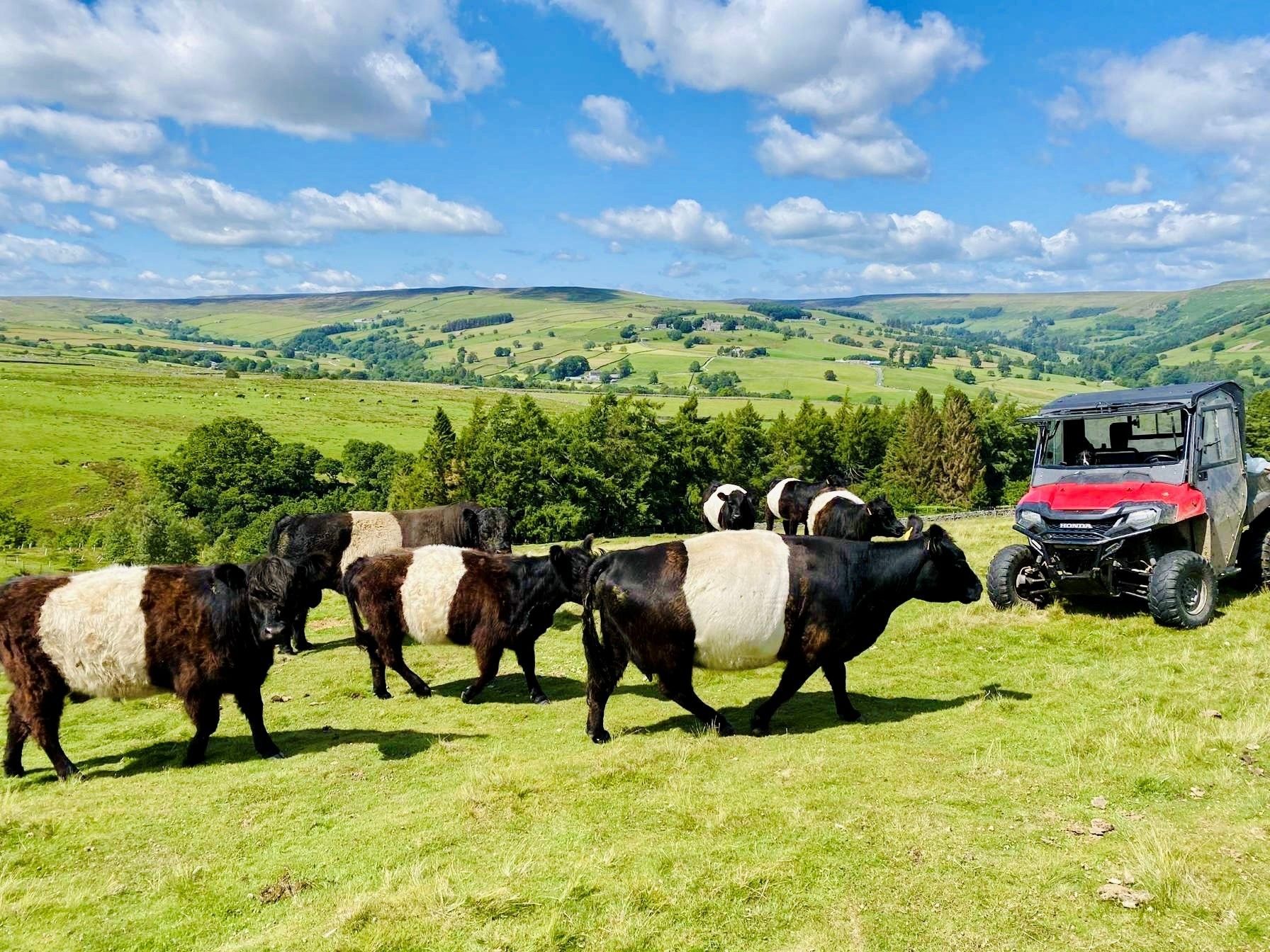 Belted Galloway cattle walking across a field with fields and trees in the background.