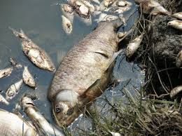 dead fish