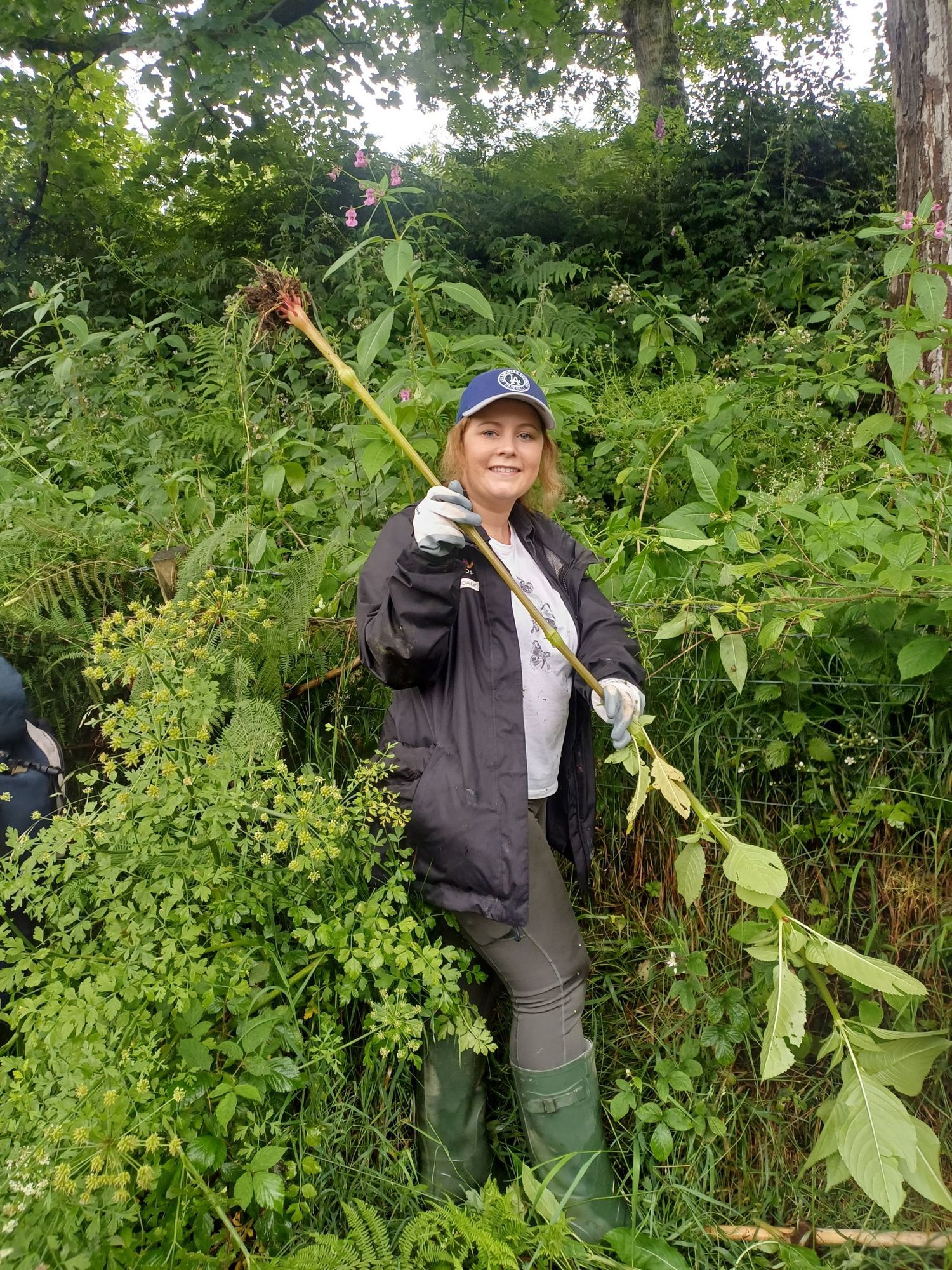 Himalayan balsam