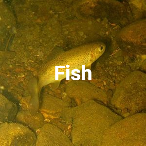 Fish