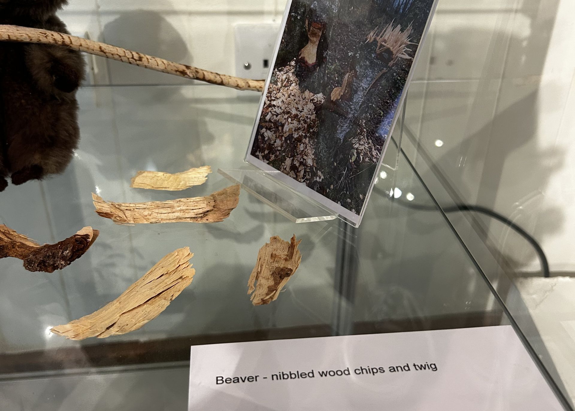 Pieces of wood nibbled by a beaver in a glass case.