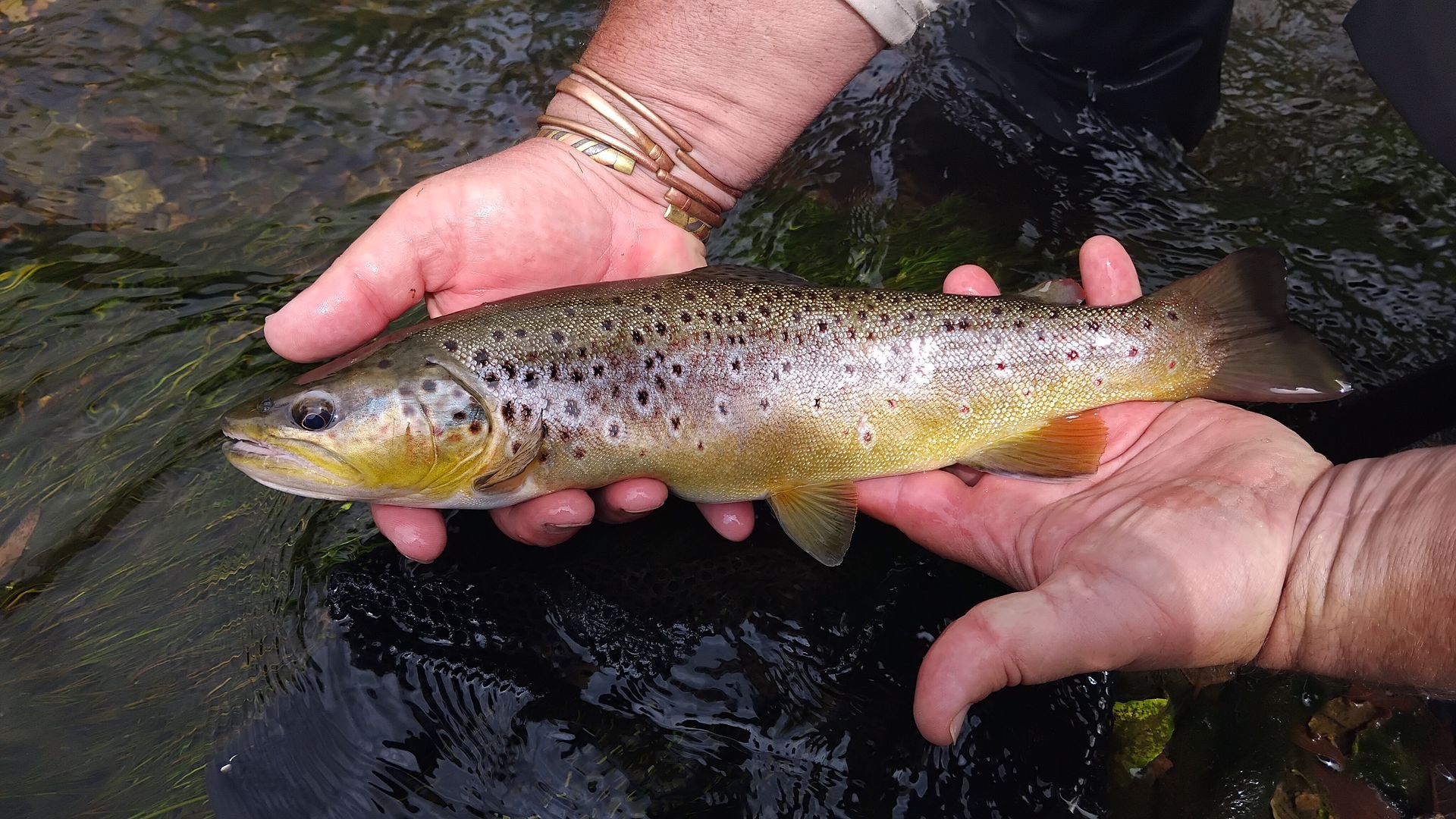 man holding a trout in his hands