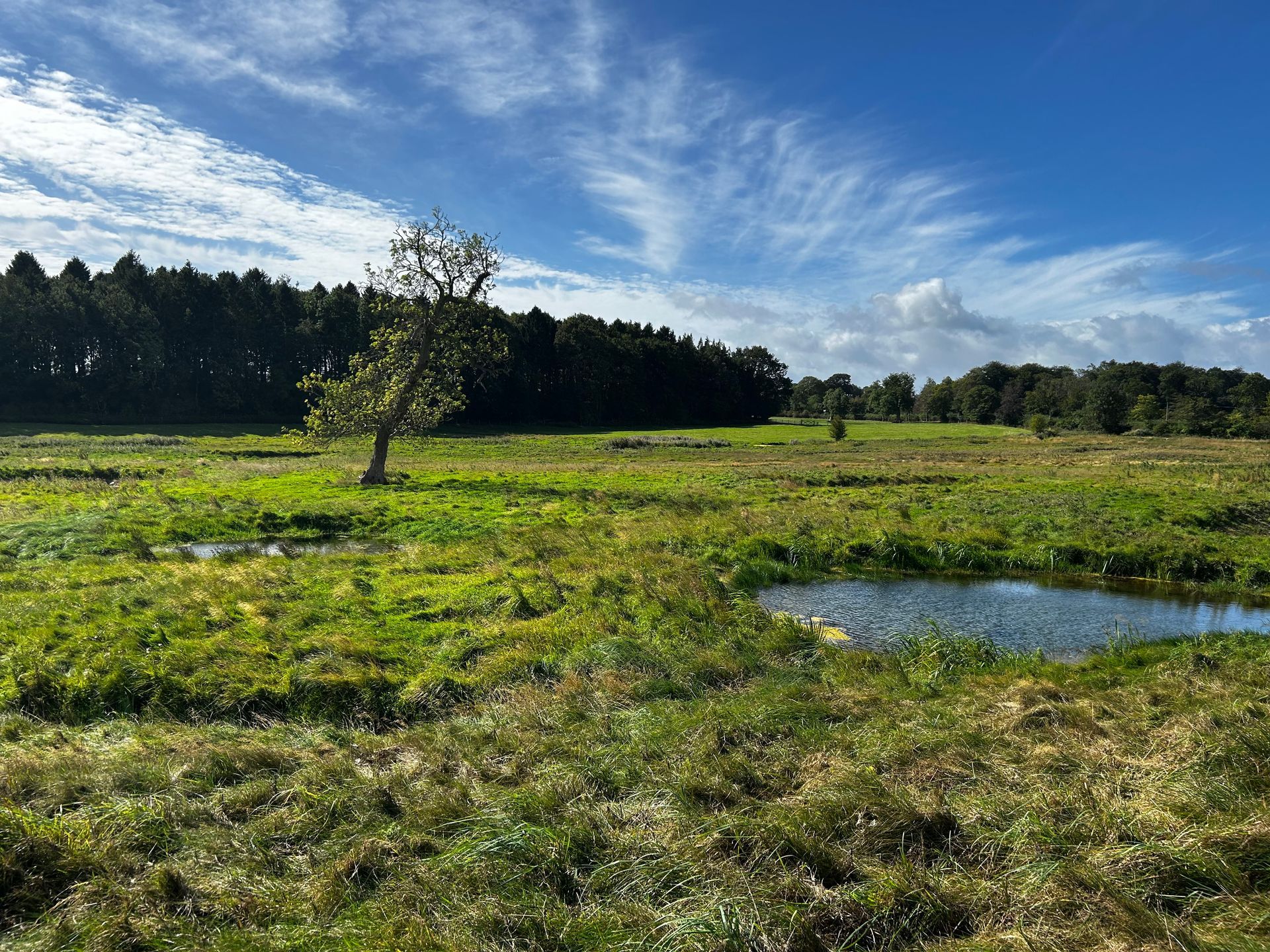 A wetland environment with a solitary ash tree and lots of ponds and scrapes backed by conifers with a blue sky above.