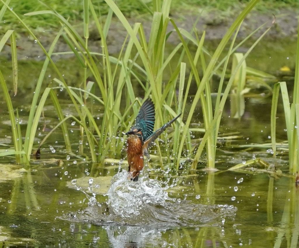 A kingfisher flapping above a river with some reeds.
