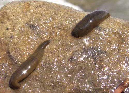 leech