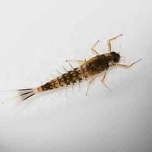 riverfly