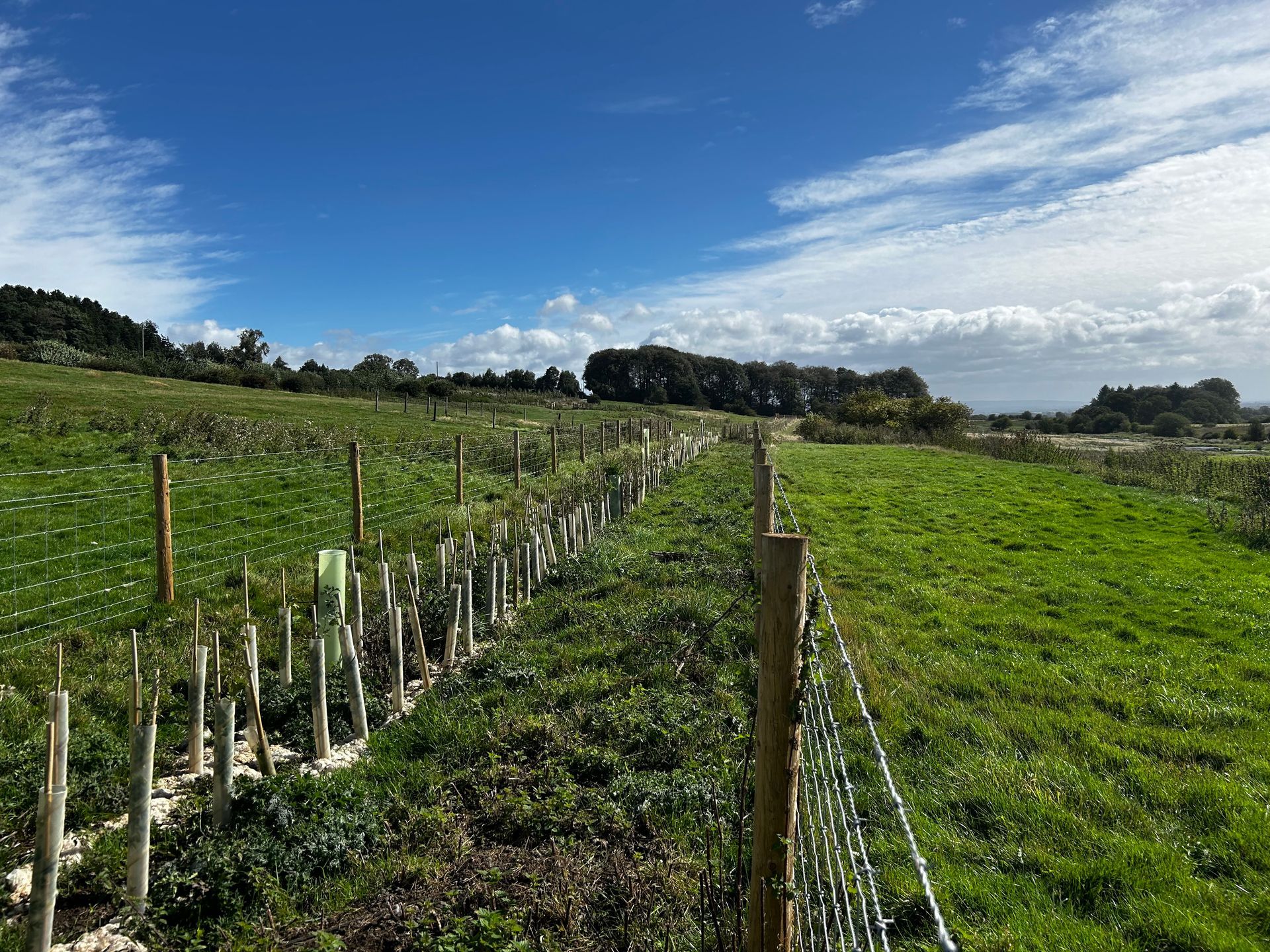 Native trees in plastic guards planted in a long fenced off strip.
