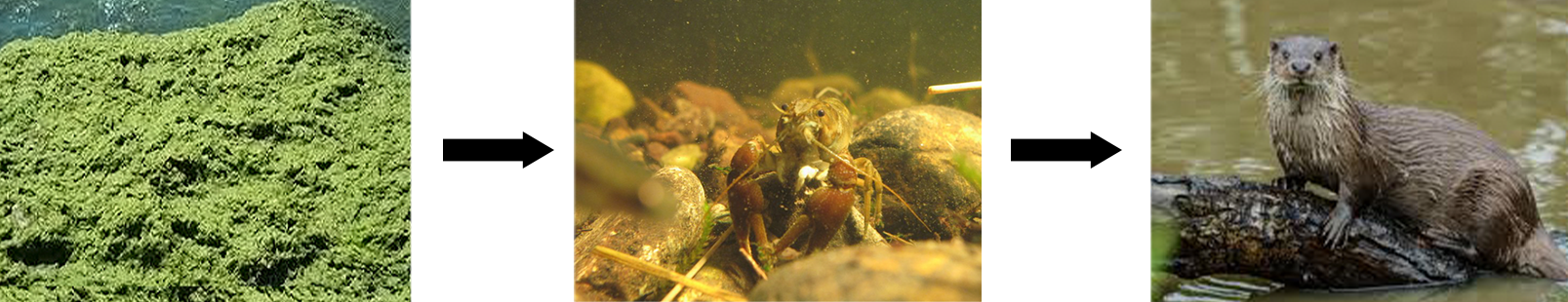 Crayfish