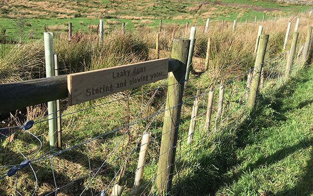 riparian buffer zone of newly planted trees