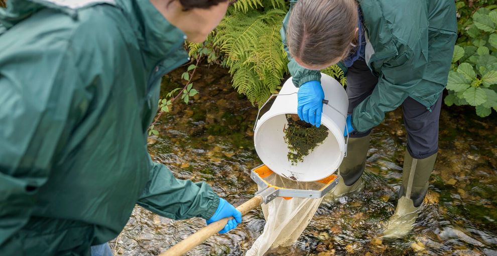 Riverfly monitoring