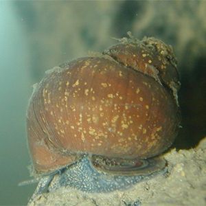 snail