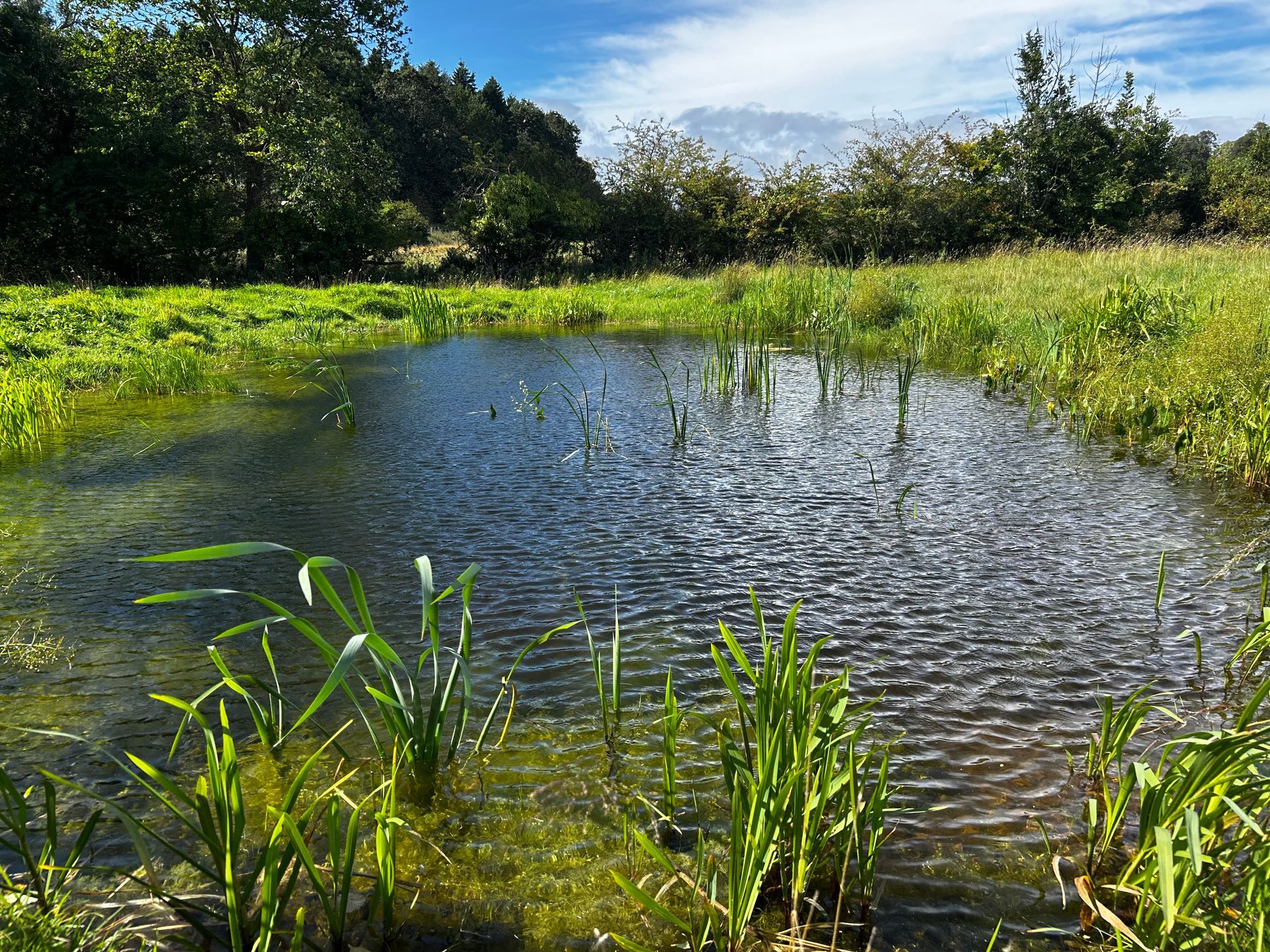 A species rich scrape will various flora growing in it.