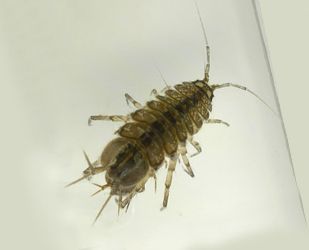 Water louse