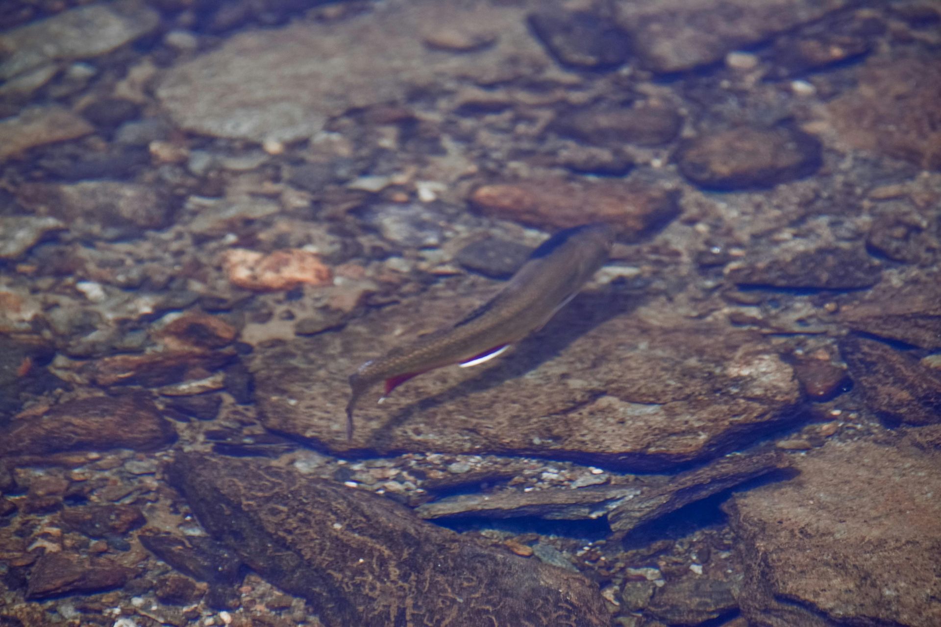 fish