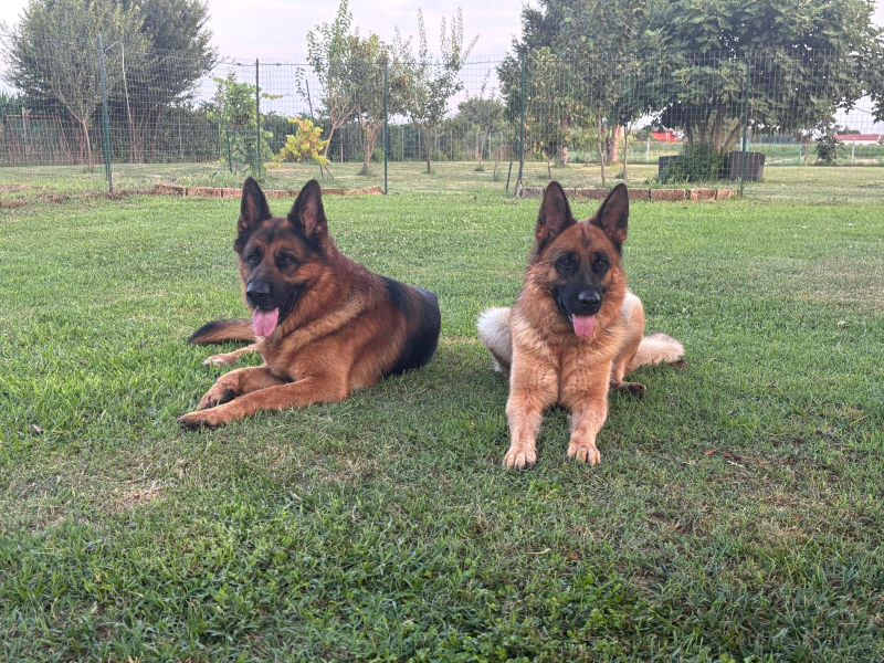 Due pastori tedeschi sdraiati sull'erba in un parco, uno nero focato e l'altro color crema, rivolti verso la macchina fotografica.