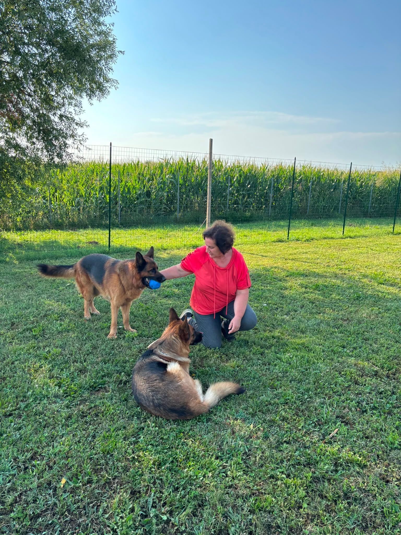 Una persona è inginocchiata sull'erba con due cani in un campo soleggiato vicino a un vigneto.