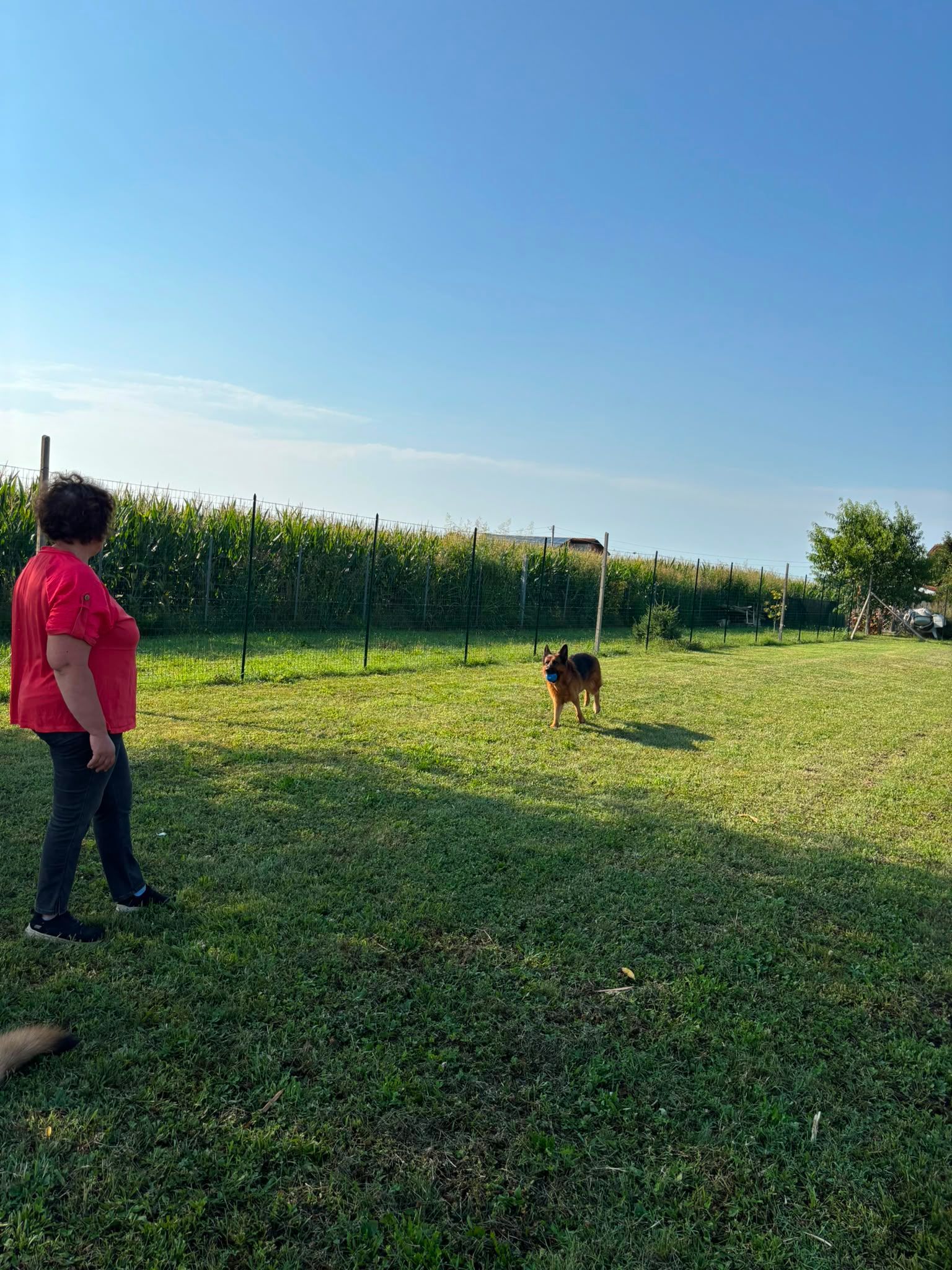 Una persona con una giacca rossa è in piedi in un prato e osserva un cane correre vicino a un campo di mais sotto un cielo azzurro.