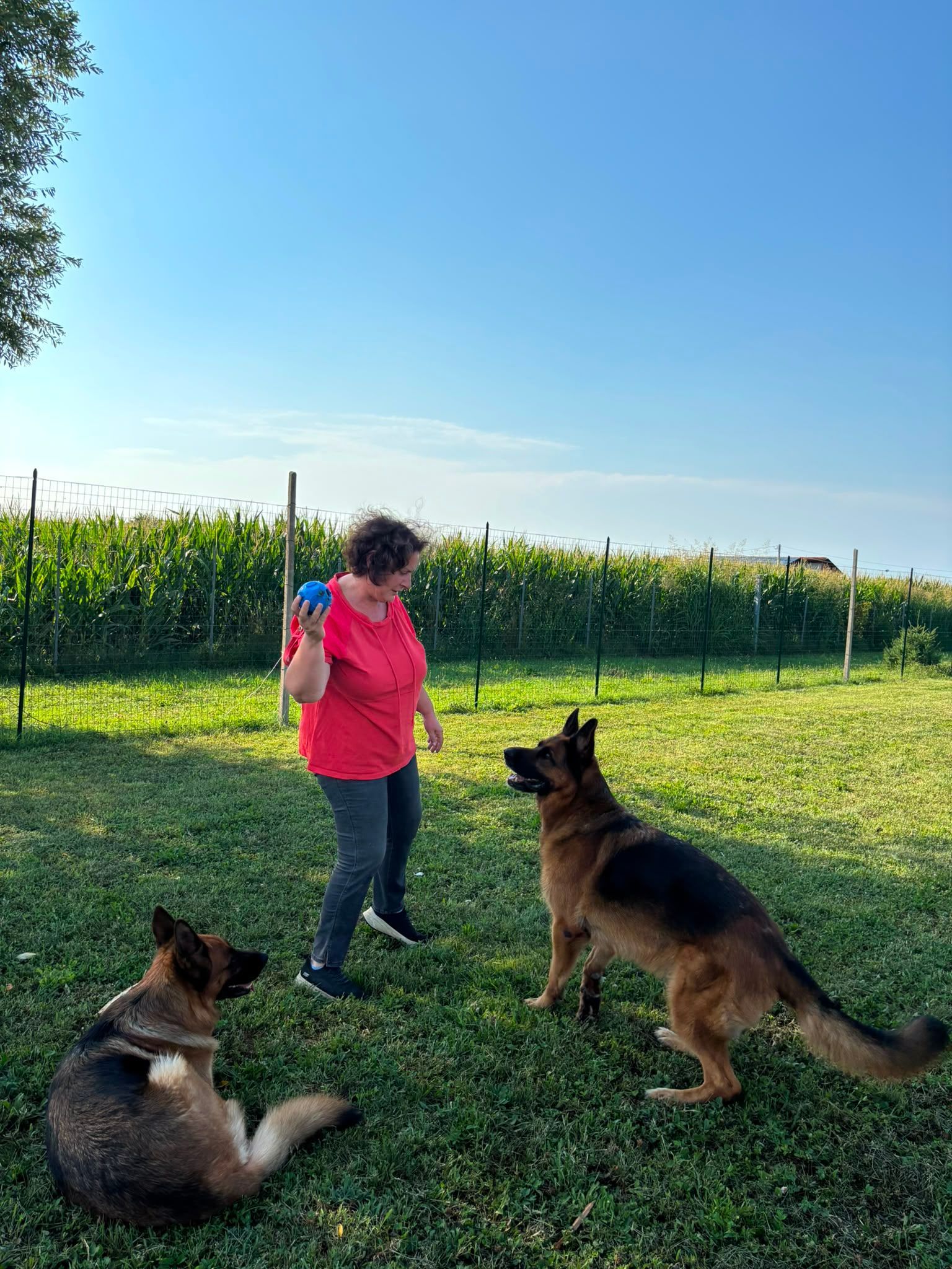 Una persona con una maglietta rossa addestra due cani in un campo erboso sotto un cielo azzurro e limpido.