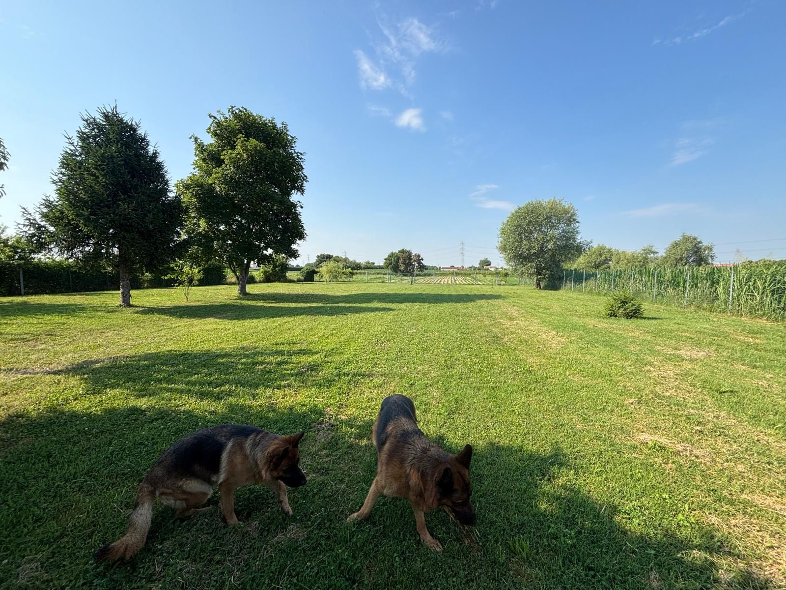 Due cani annusano l'erba in un parco verde e soleggiato con alberi sparsi e un cielo azzurro.
