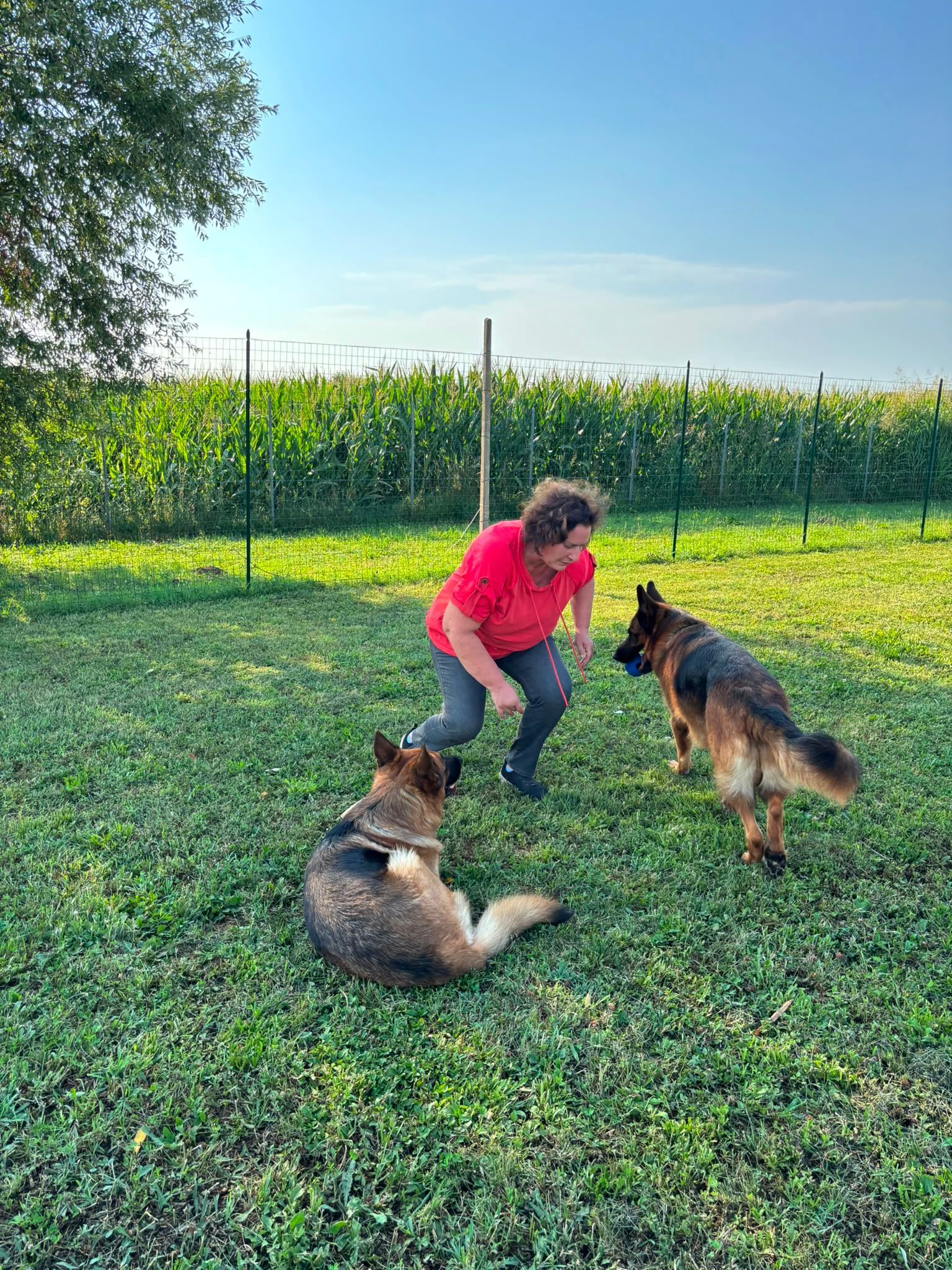 Una persona è inginocchiata sull'erba e accarezza due cani in un campo soleggiato vicino a un campo di mais.