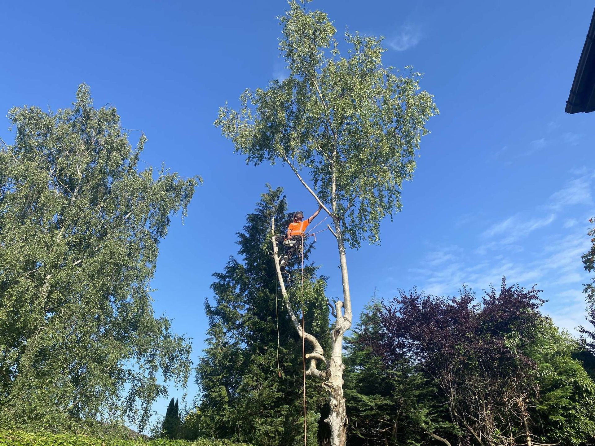 A tree surgeon is climbing a tree with a chainsaw for tree care