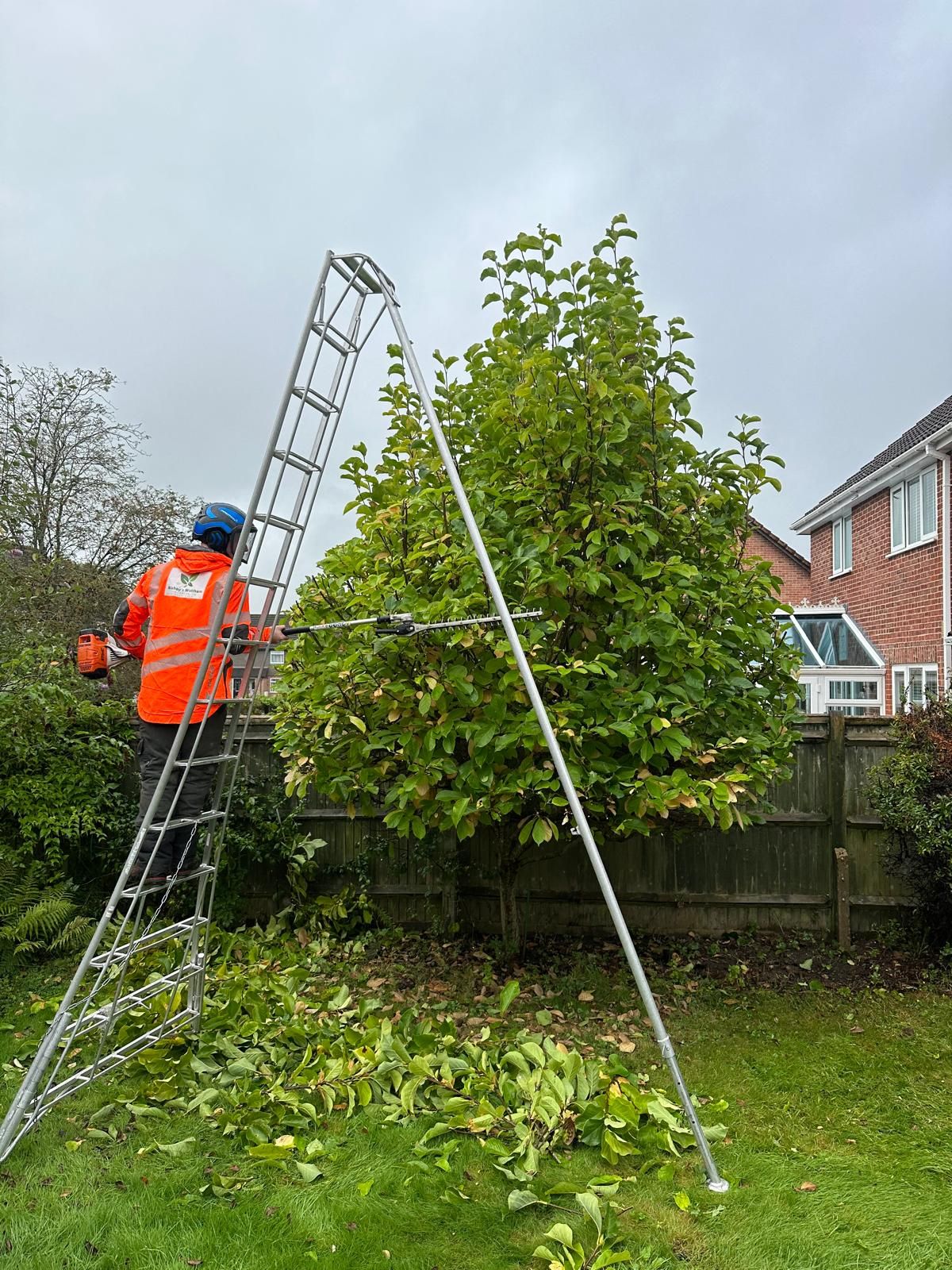A man is standing on a ladder in front of a hedge, hedge trimming