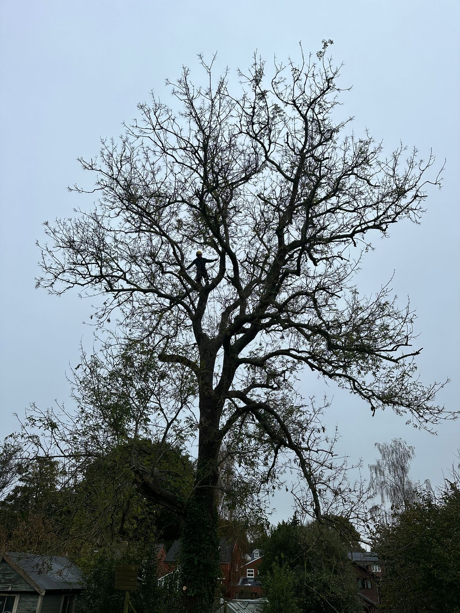 A man is climbing a tree with a chainsaw.