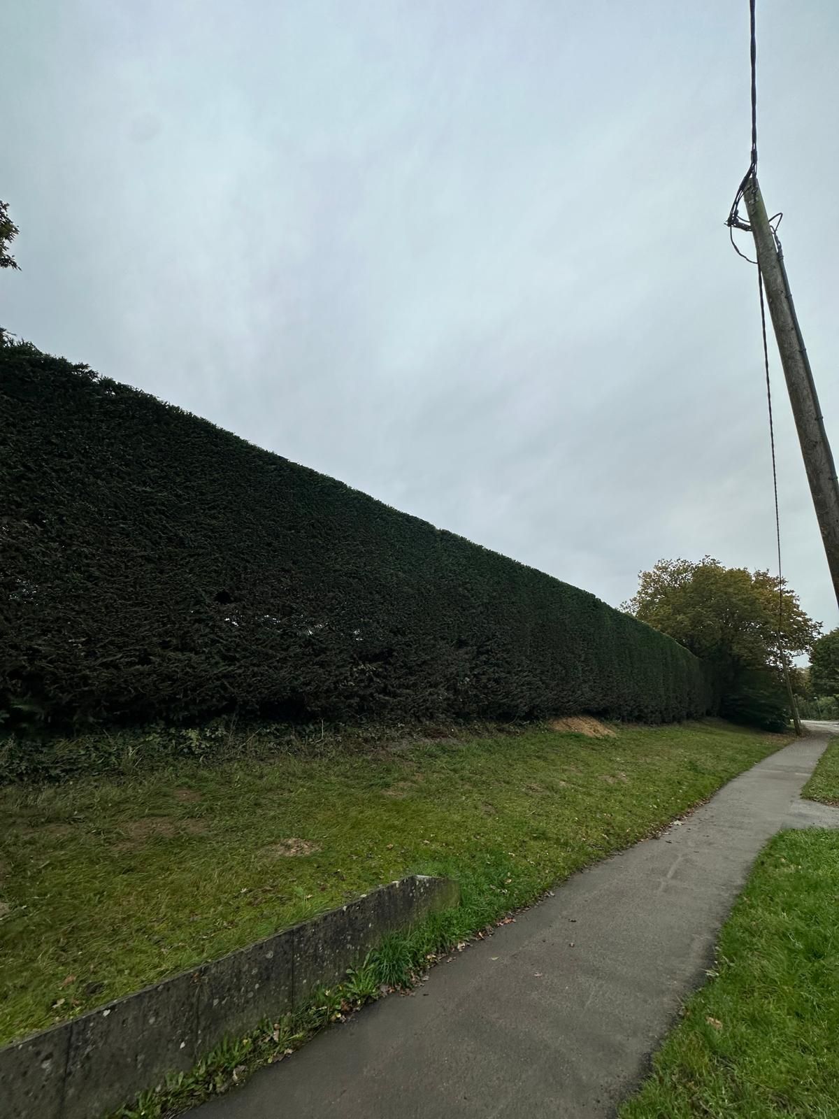 There is a large hedge along the side of the road.