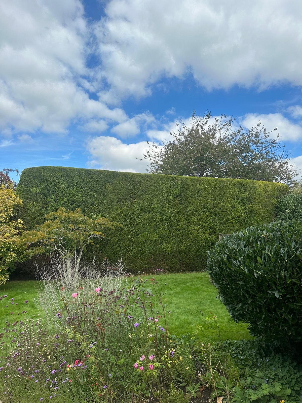 A large hedge in the middle of a garden with a blue sky in the background.