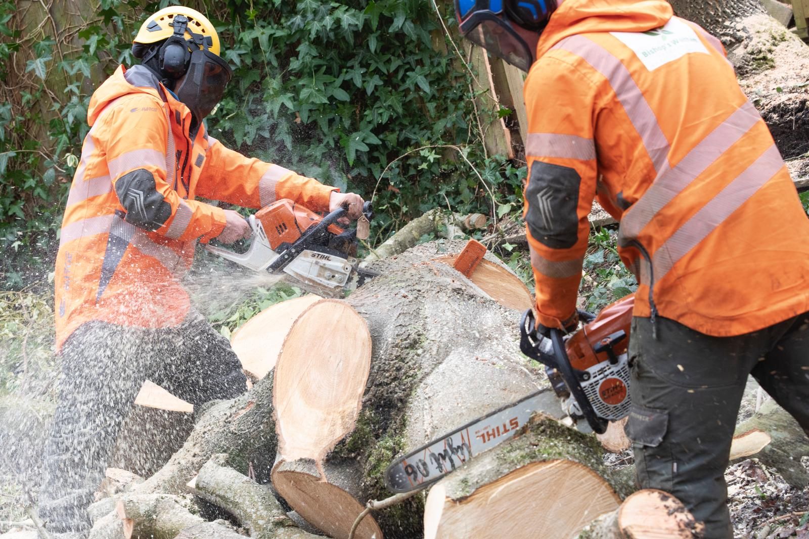 Two landscapers are cutting a tree with chainsaws.