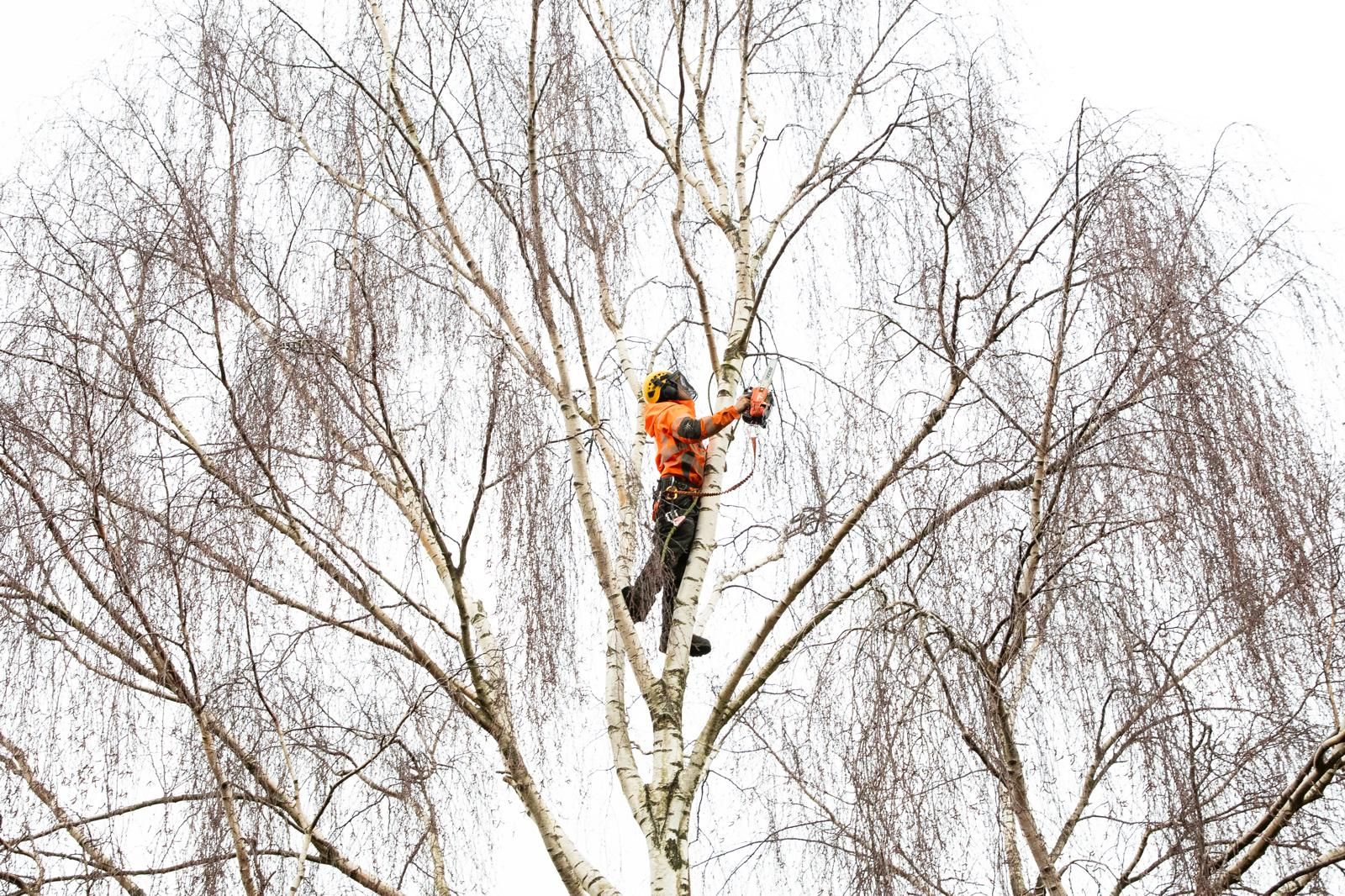 A tree surgeon is climbing a tree with a chainsaw for crown thinning