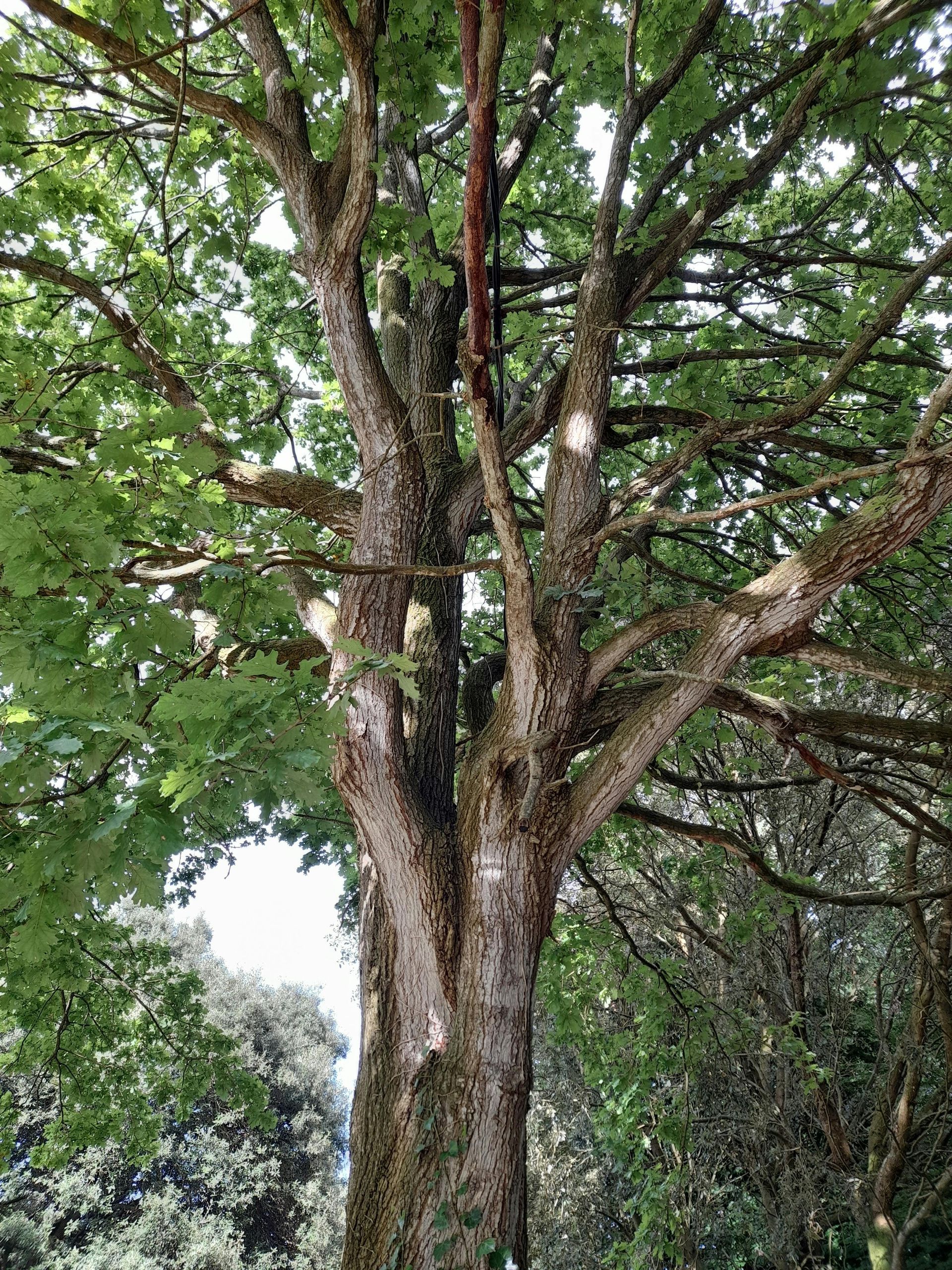 SOUTHAMPTON TREE SURGEONS