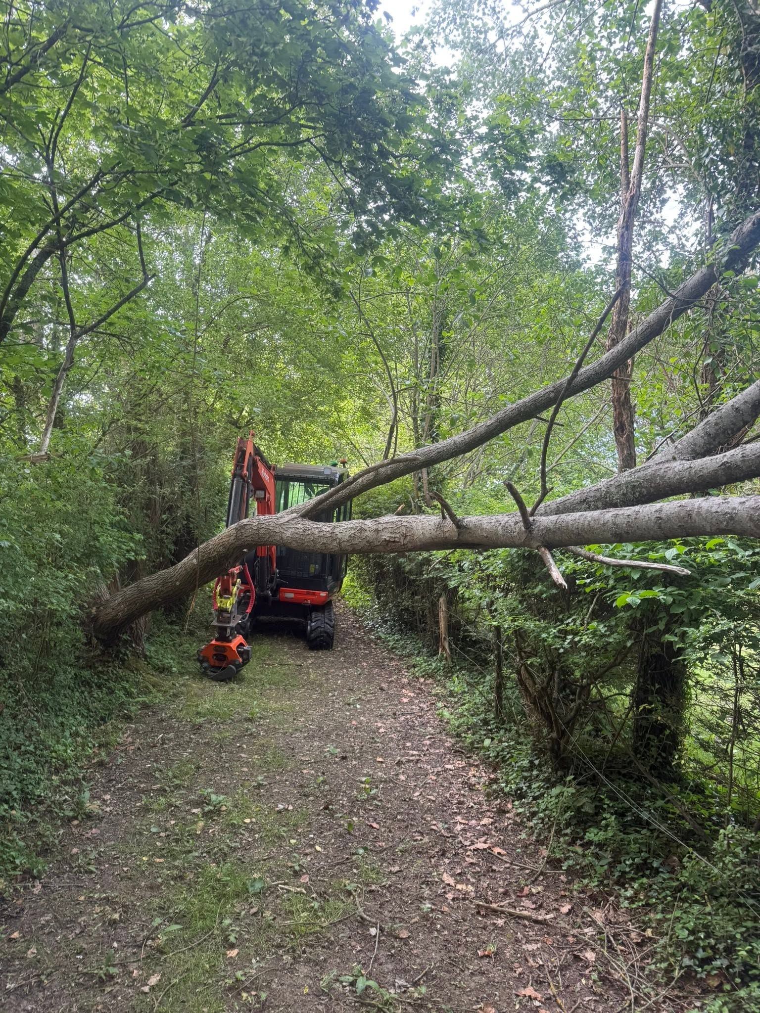 Emergency fallen tree removal for commercial sites in Hampshire