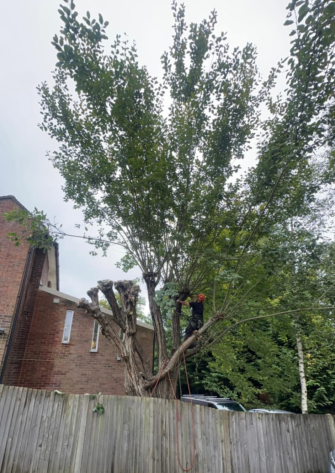 TREE CARE