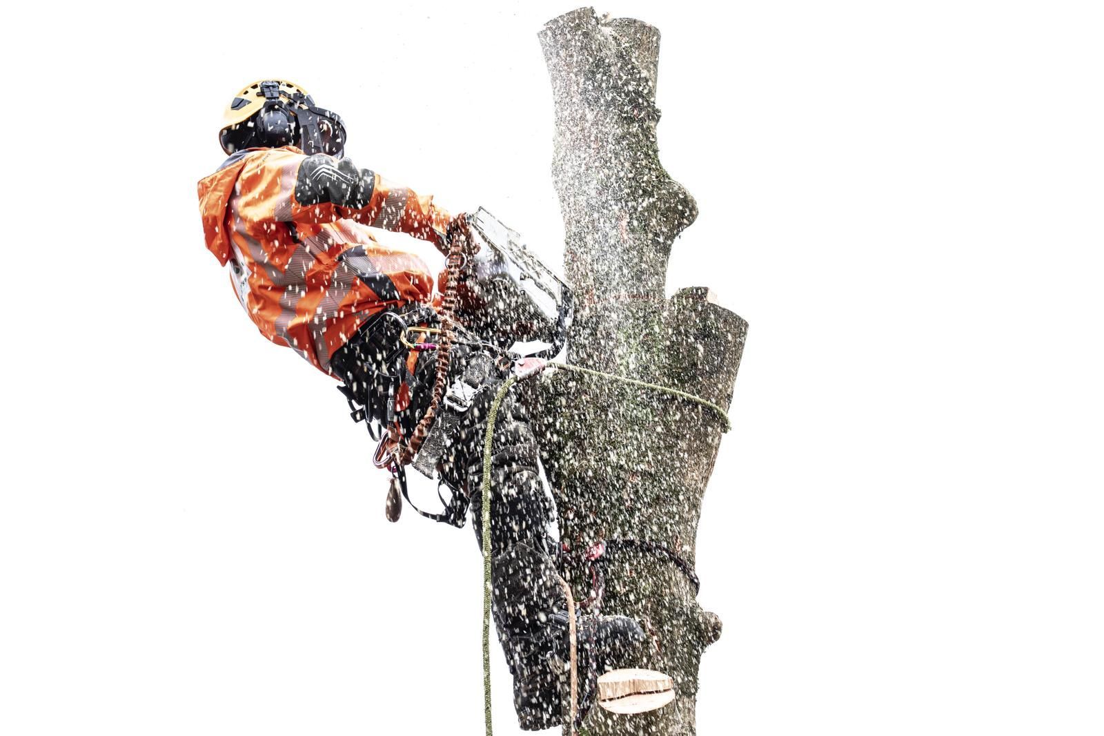 Tree Removal & Tree Felling