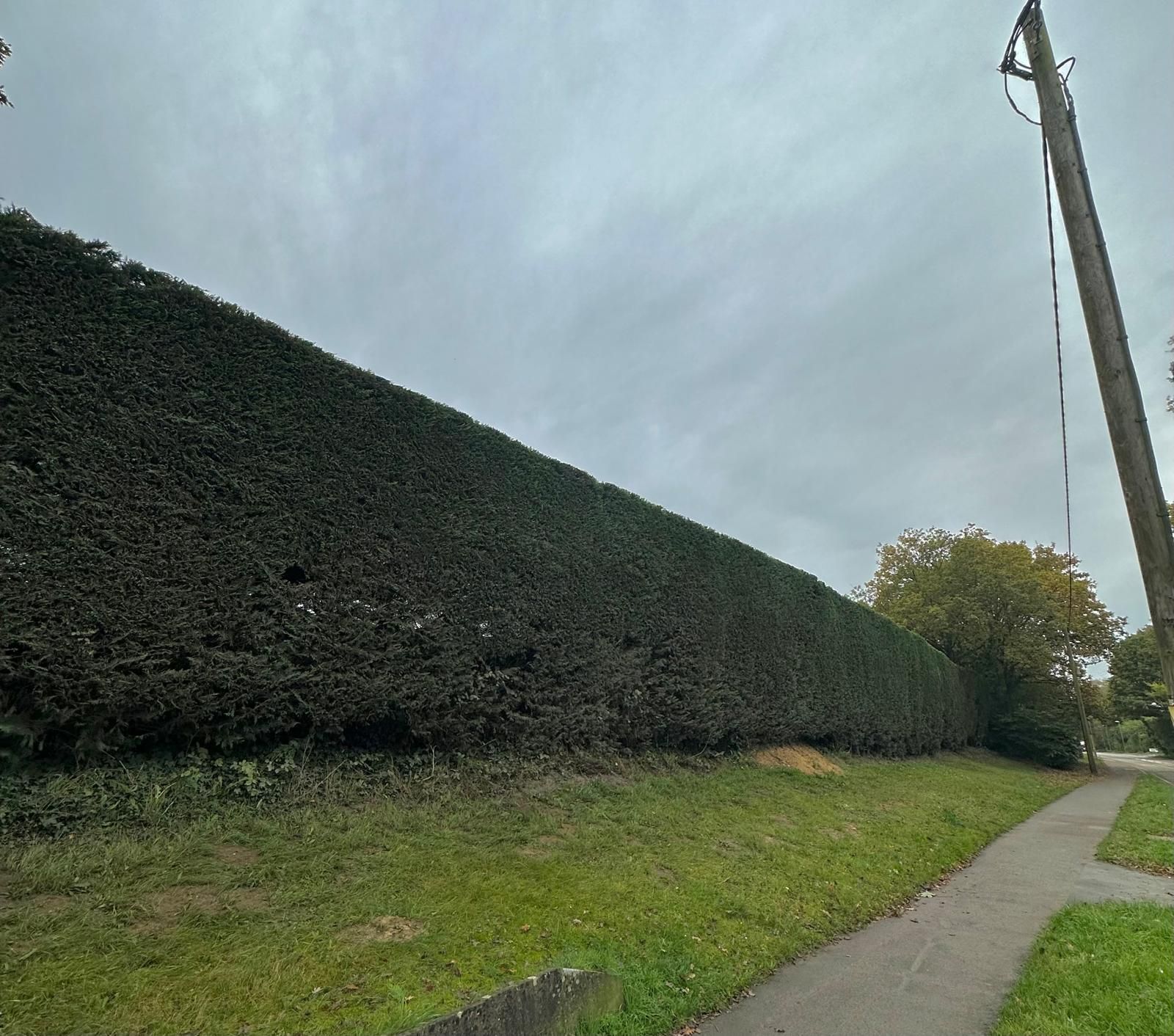 Tree Pruning & Hedge Trimming