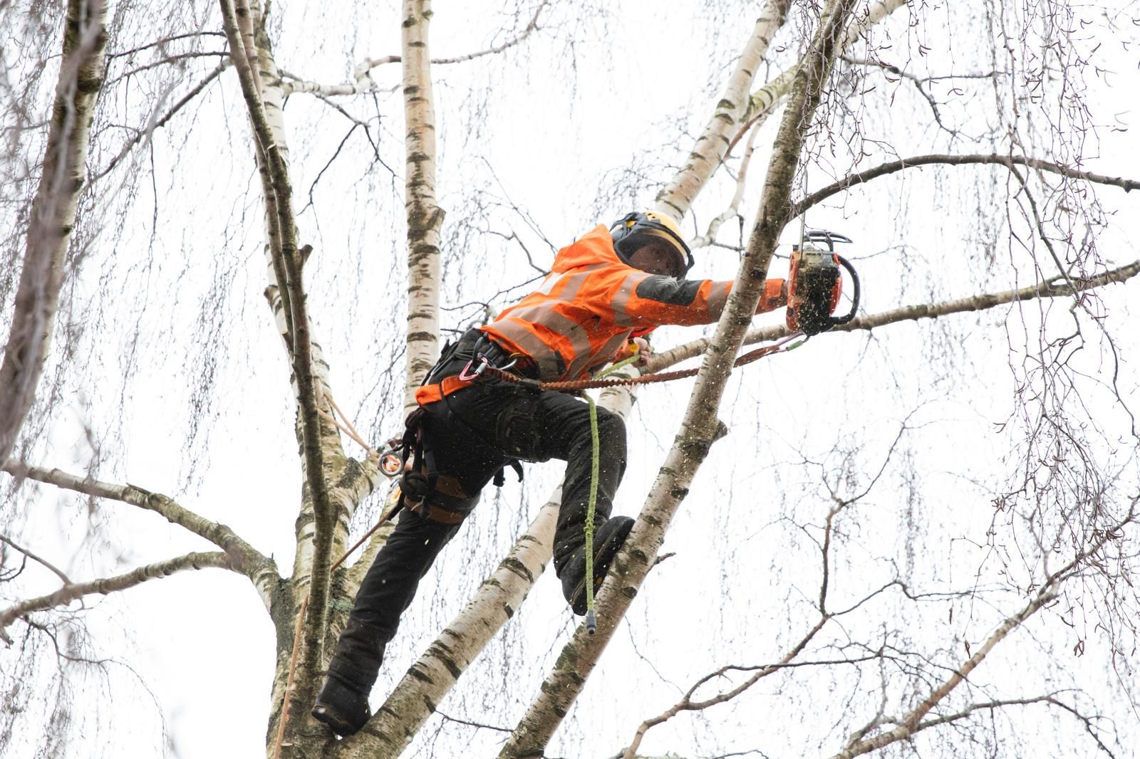 Tree surgeon trimming a tree with a chainsaw