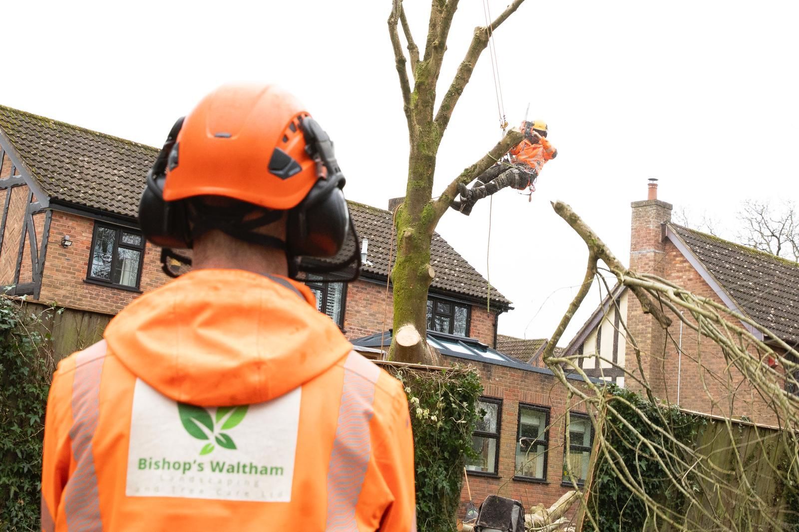 Professional tree surgeon cutting branches safely from ladder using protective gear and proper equip