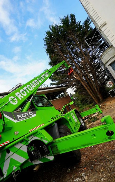 Ladder hedge trimming.