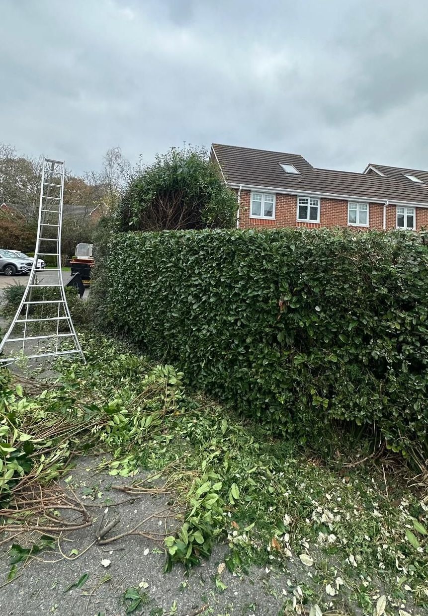 Tree Pruning & Hedge Trimming