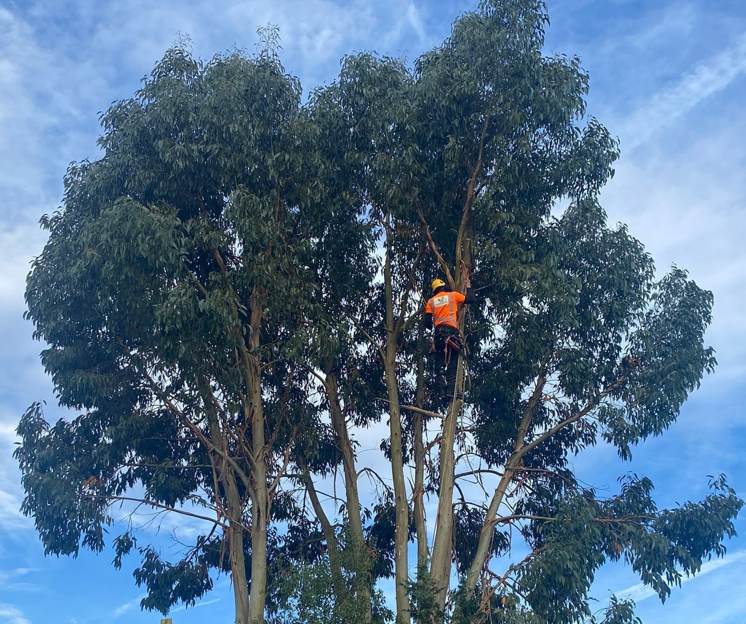 TREE CARE