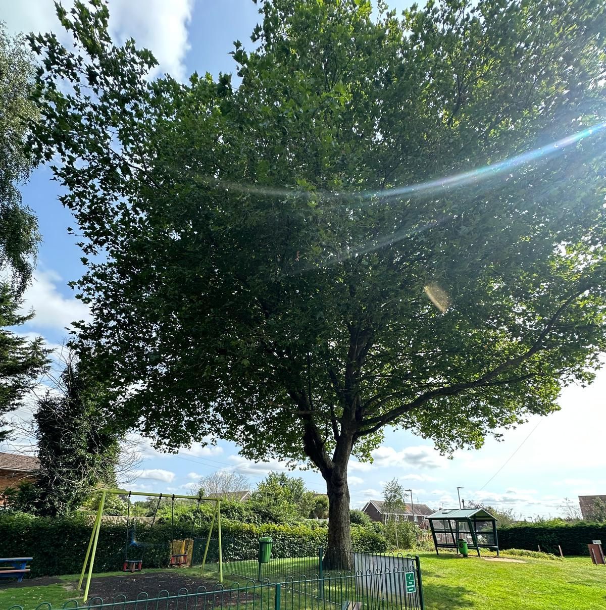 Image of tree in the park which is an example of crown lifting. 