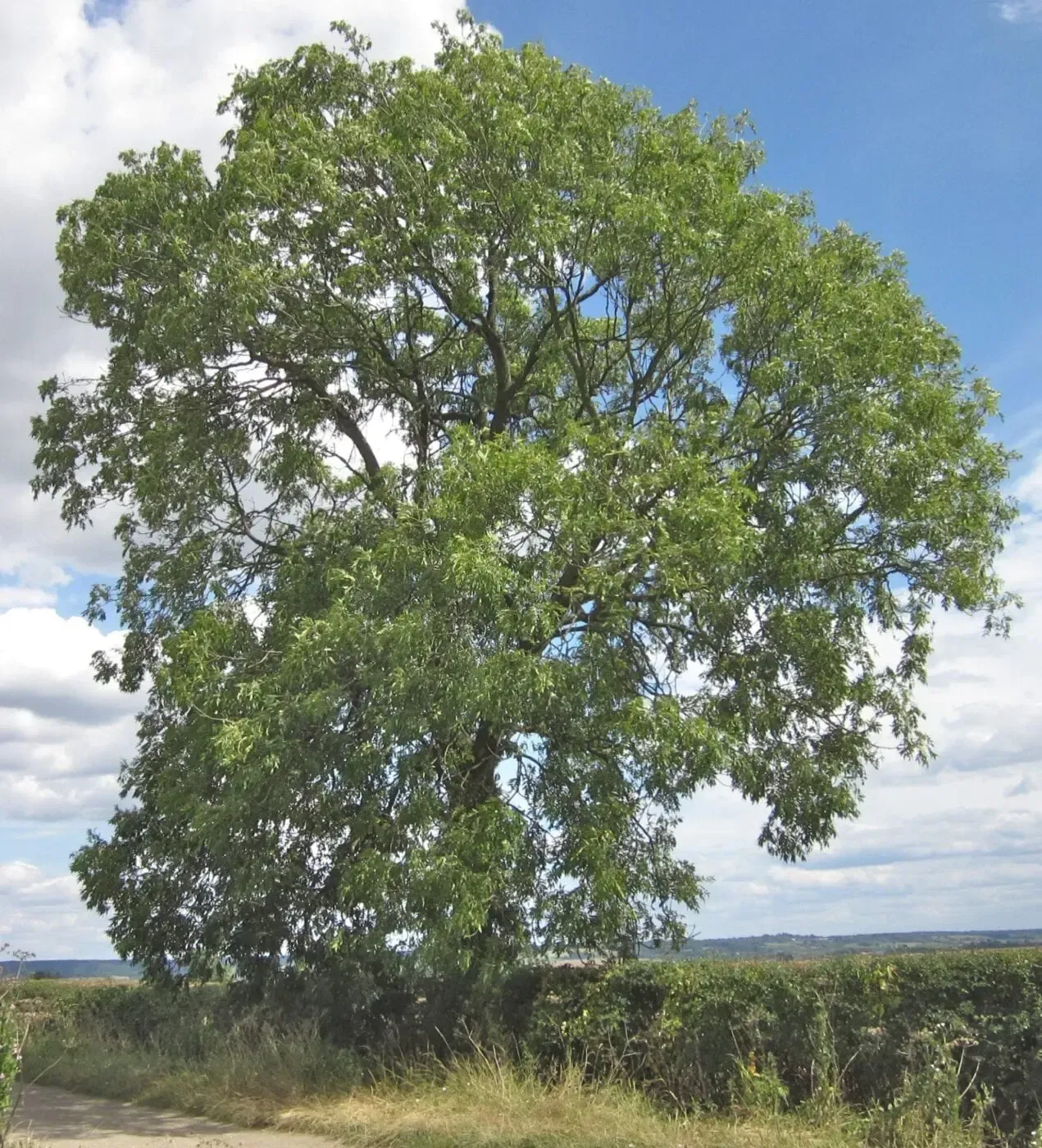 Tree Pruning & Hedge Trimming