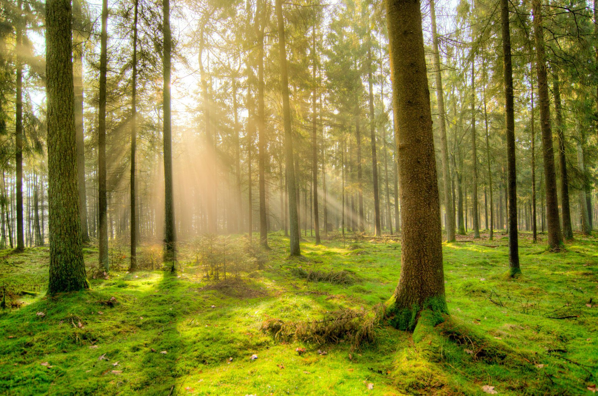 Sunlit pine forest with tall trees and green mossy ground