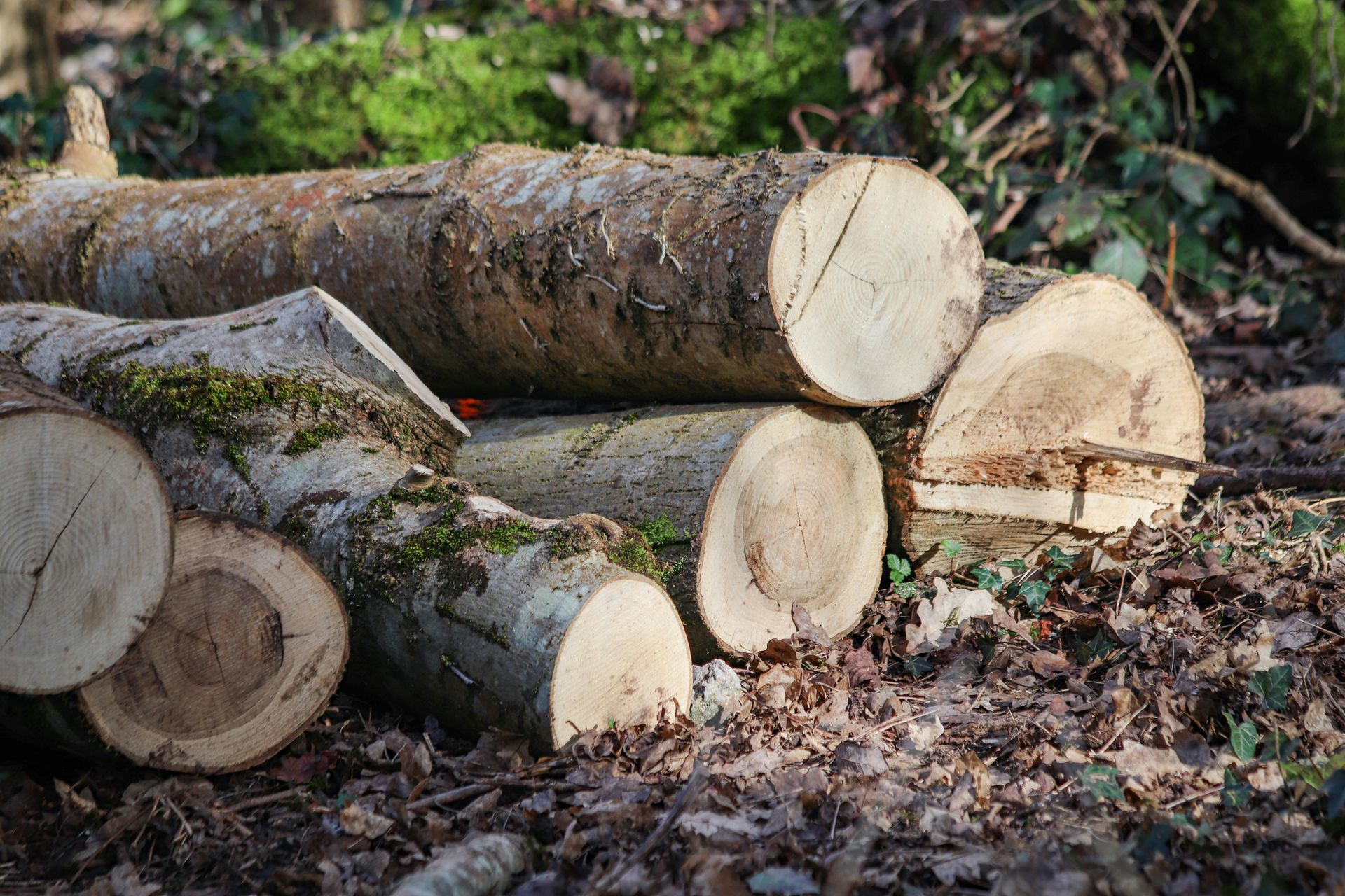 Stacked cut logs in a forest clearing with moss and leaves on the ground