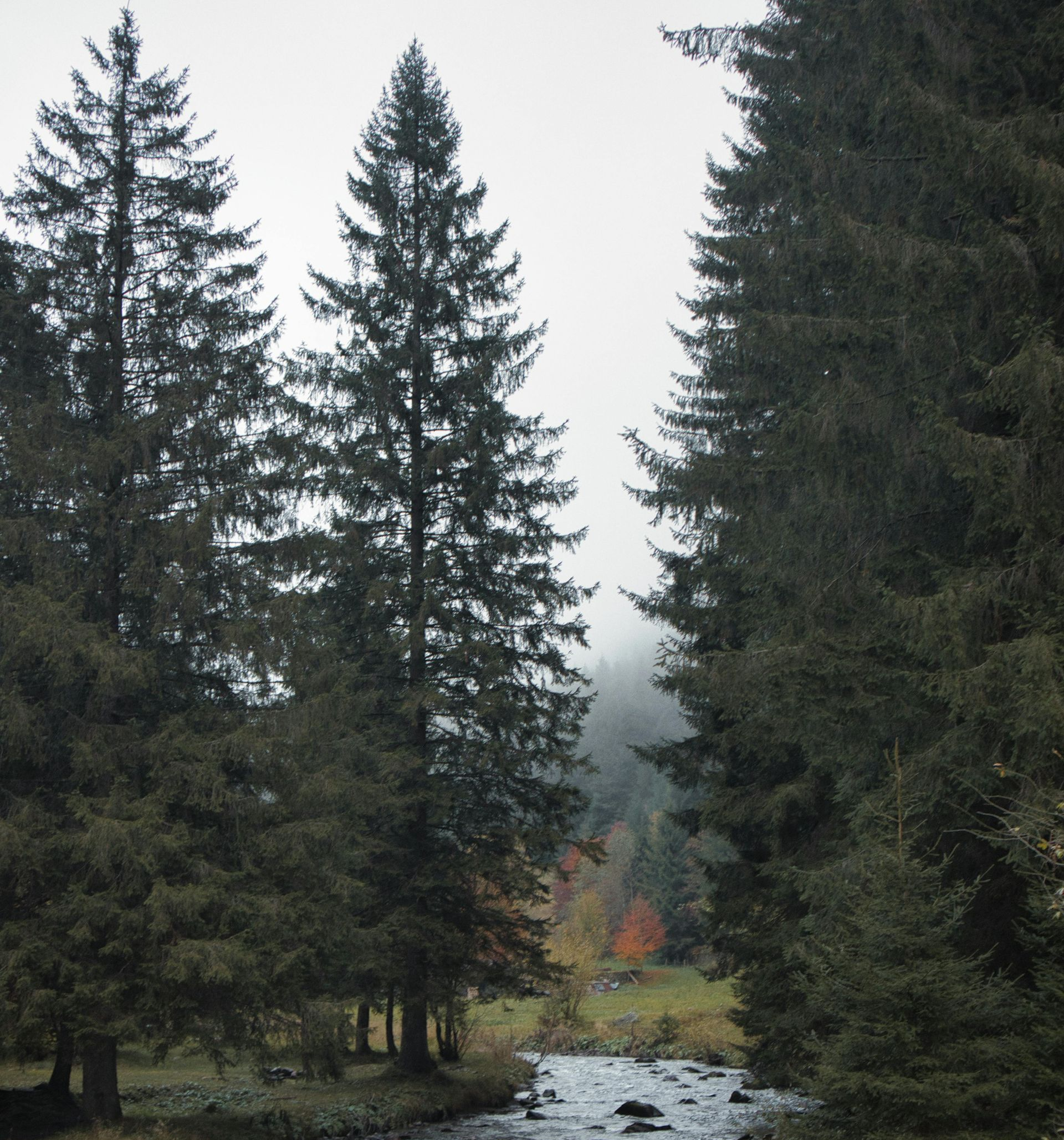 Emergency Tree Work
