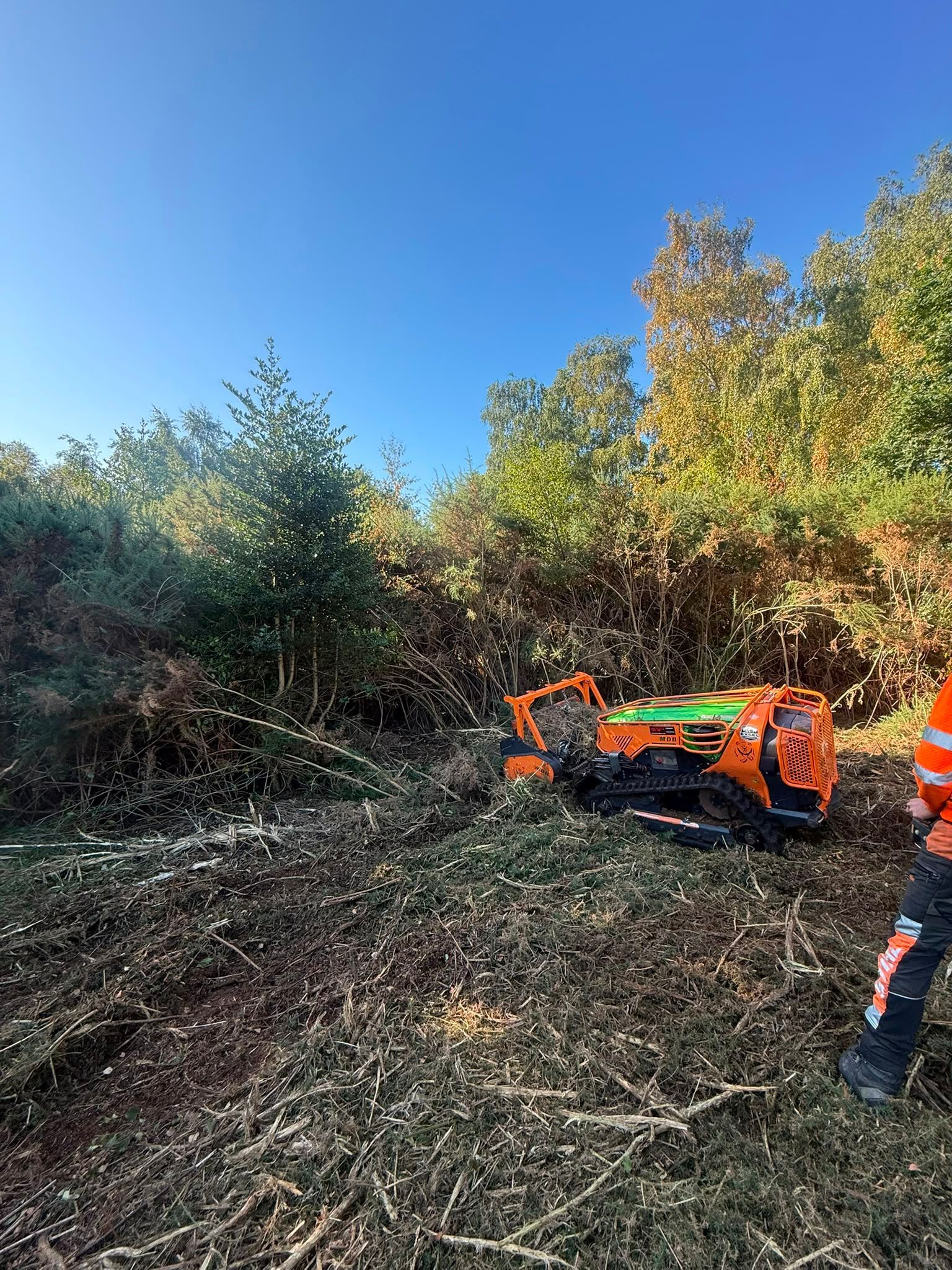 Commercial tree maintenance work in Hampshire