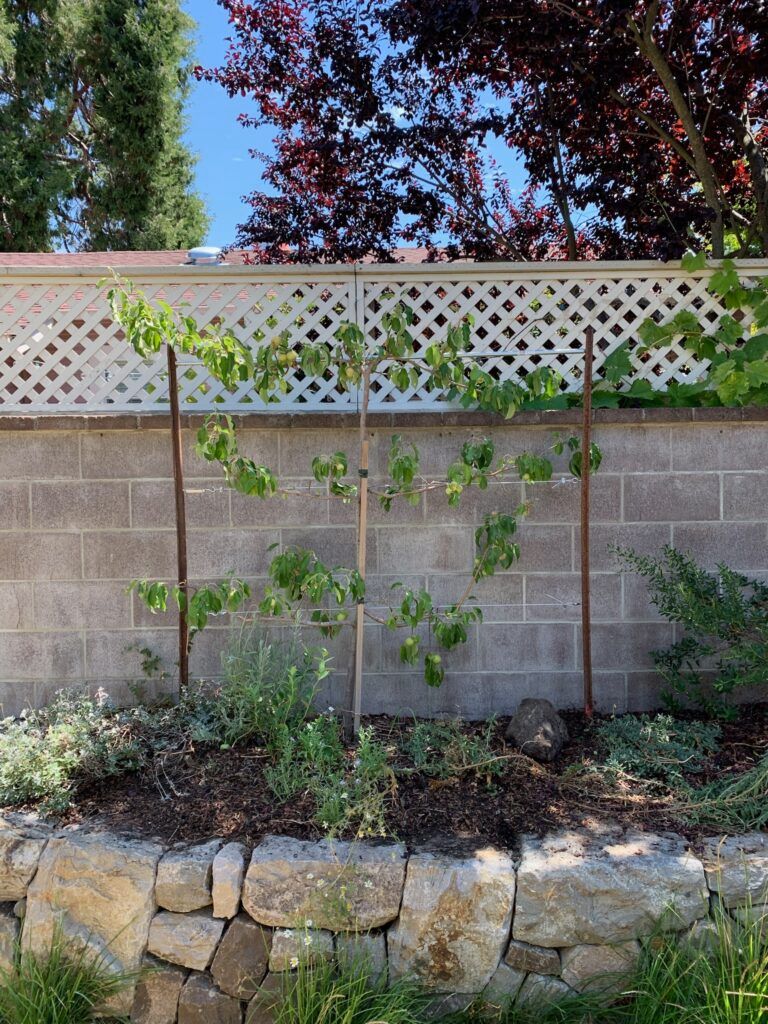 Three trees are growing in front of a brick wall.