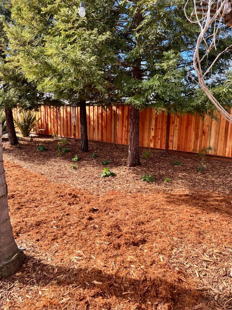 A wooden fence is surrounded by trees and mulch in a backyard.