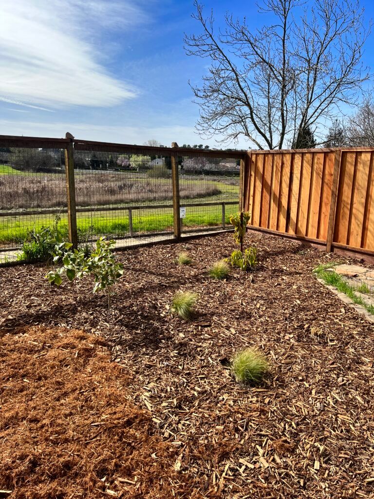 A wooden fence surrounds a garden filled with mulch and plants.